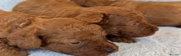 Caniche Toy perros en venta: Caniche toy macho  - Anuncio 2