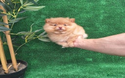 Pomerania perros en venta: LULU DE POMERANIA - Imagen 1