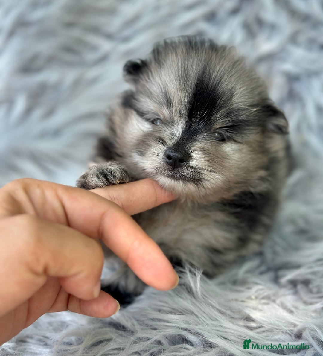 Pomerania perros en venta: POMERANIA MINITOY EXÓTICOS  - Imagen 6