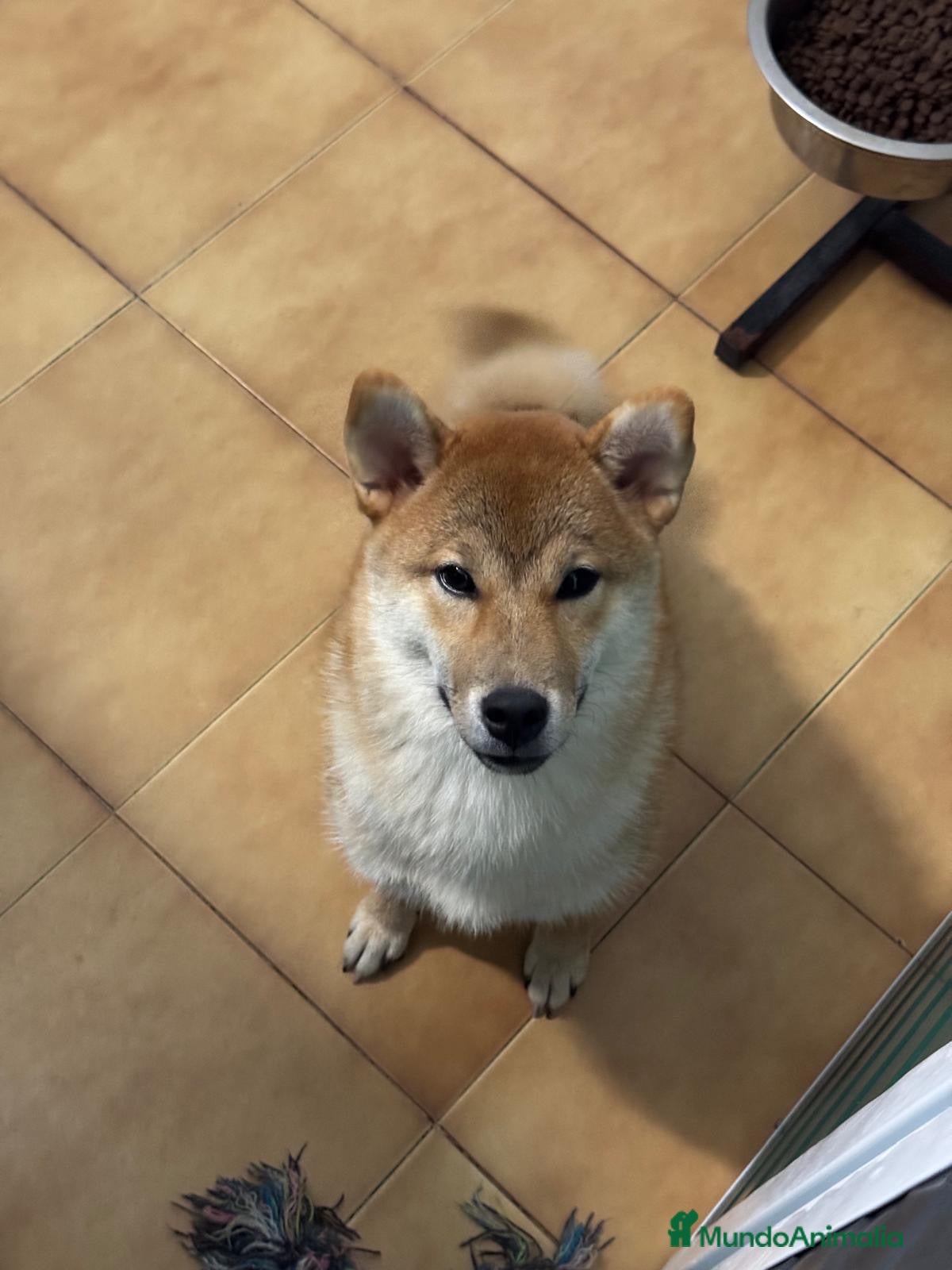 Shiba Inu perros Shiba Inu Hembra - Anuncio 1