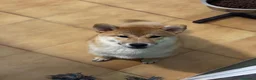 Shiba Inu perros en venta: Shiba Inu Hembra - Anuncio 1