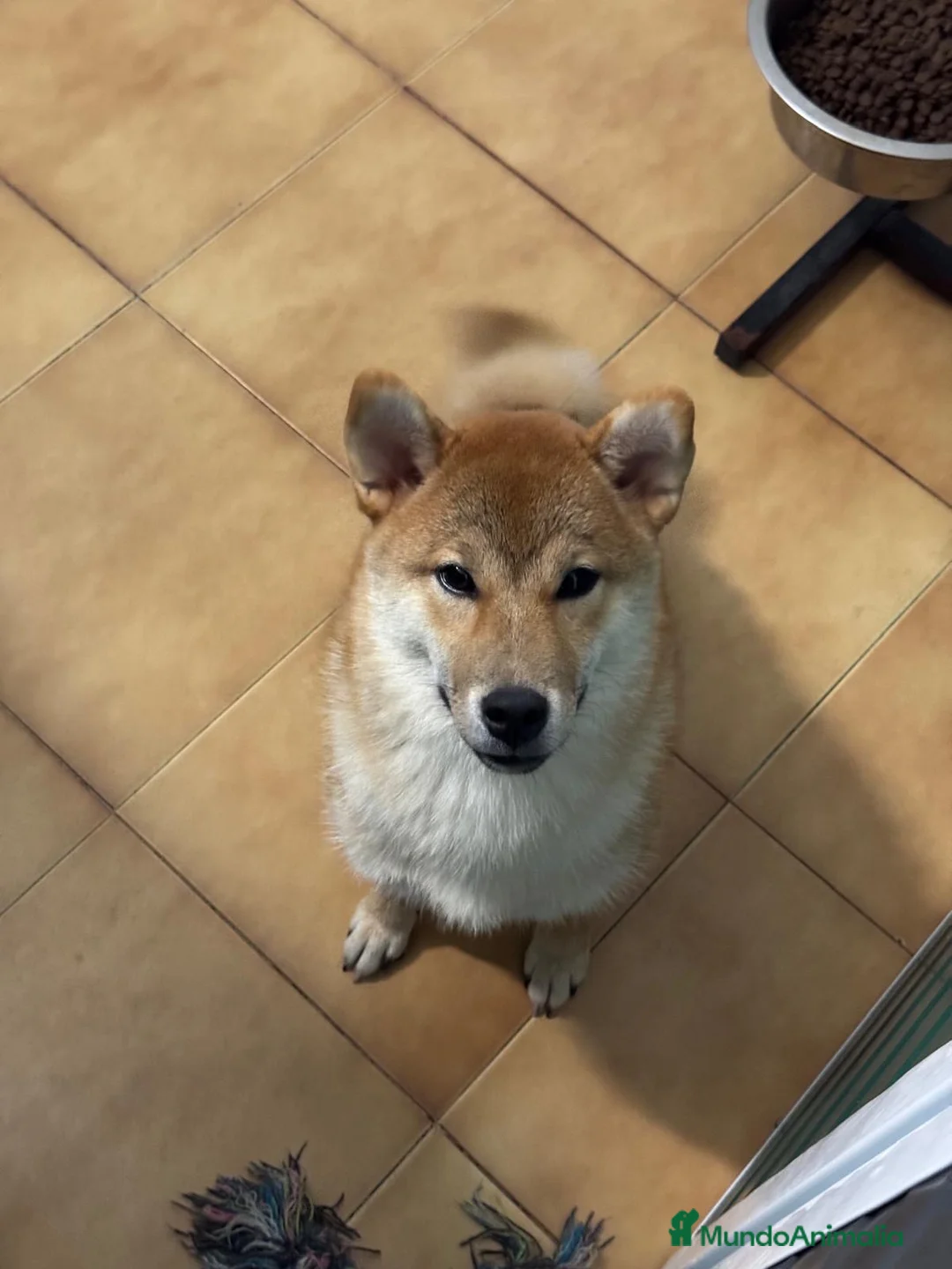Shiba Inu perros en venta: Shiba Inu Hembra - Anuncio 1