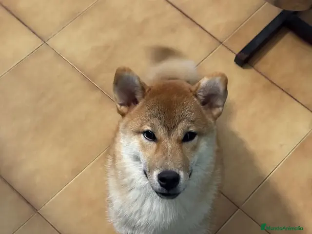 Shiba Inu perros Shiba Inu Hembra - Anuncio 1