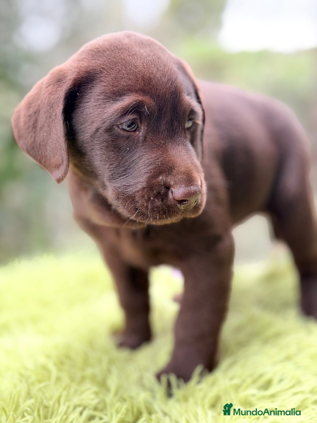 Labrador Retriever perros en venta: Labrador chocolate  - Anuncio 4