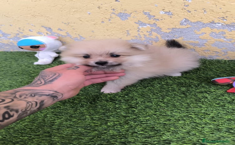Pomerania perros - Anuncio 2
