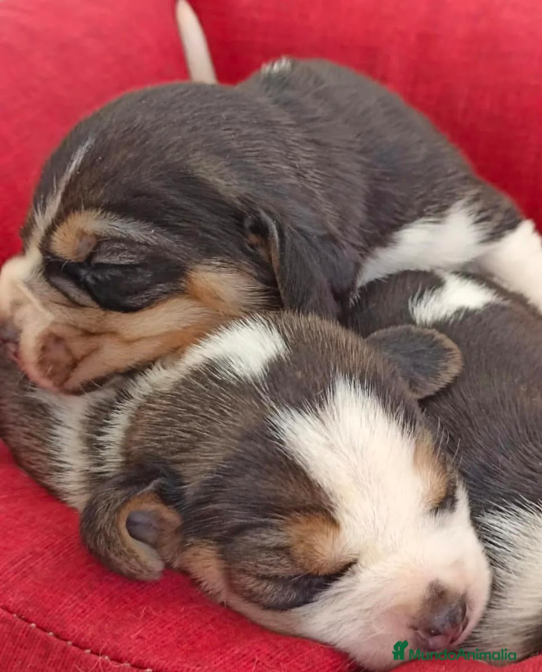 Beagle perros BEAGLES - Anuncio 1