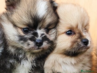 Border Collie perros en Badajoz - Anuncio 7