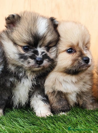 Border Collie perros en Badajoz - Anuncio 3