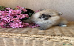 Pomerania perros en venta: Pomerania hembra sable disponible !! - Imagen 7