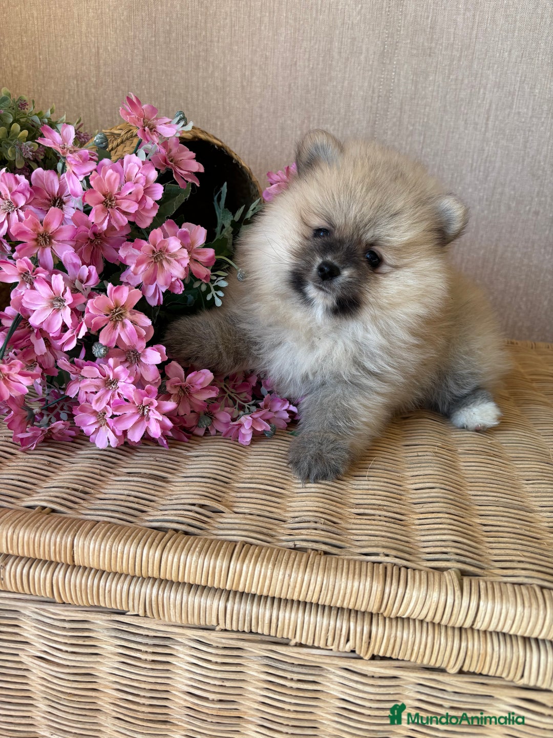 Pomerania perros en venta: Pomerania hembra sable disponible !! - Imagen 7