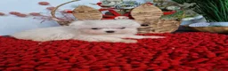 Bichón Maltés perros en venta: EJEMPLARES DE BICHÓN MALTÉS KOREANO  en Almería - Anuncio 2