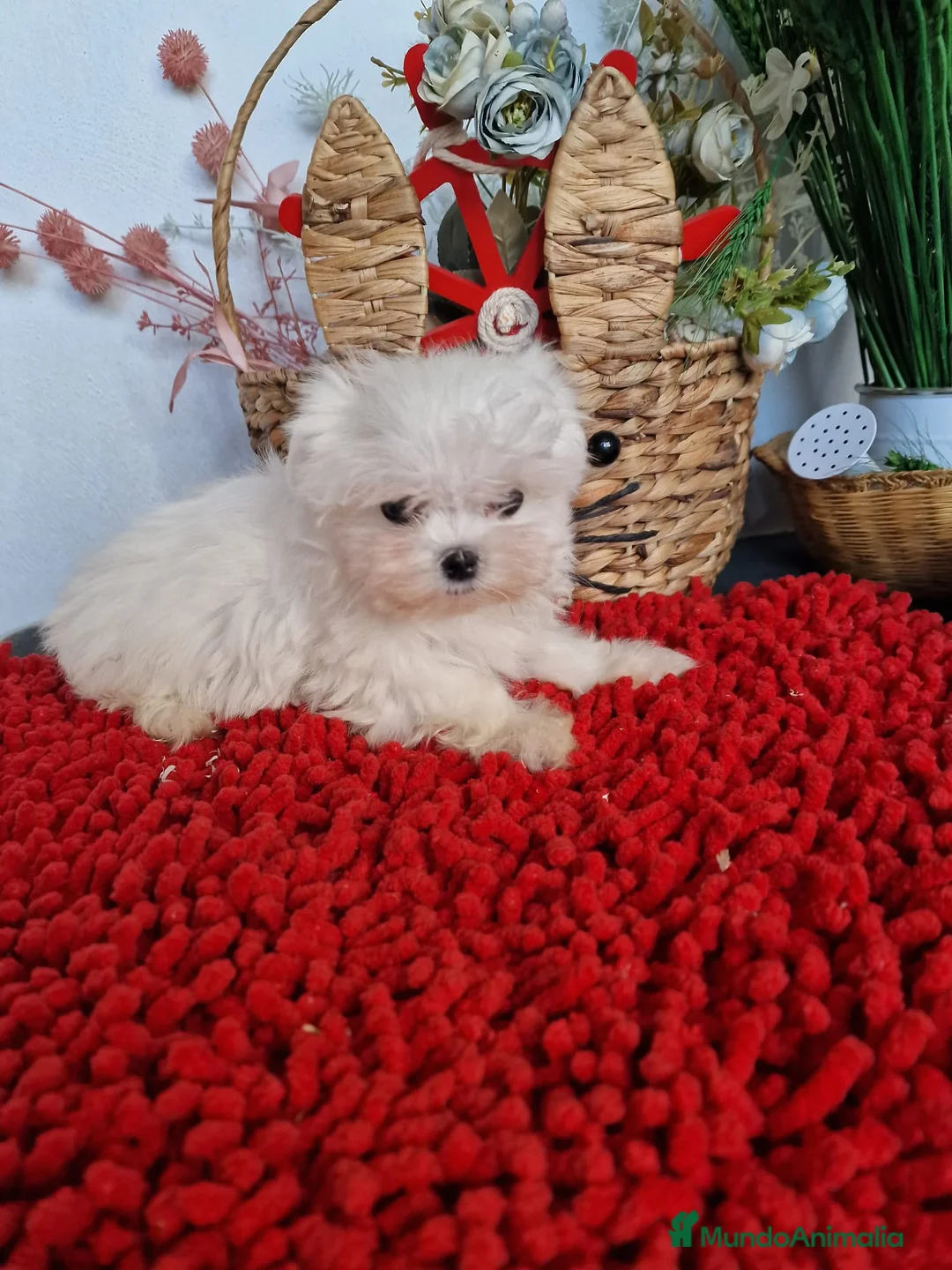 Bichón Maltés perros en venta: EJEMPLARES DE BICHÓN MALTÉS KOREANO  en Almería - Anuncio 2