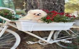 Pomerania perros en venta: Pomerania Hembra busca famila !!!!  - Imagen 3