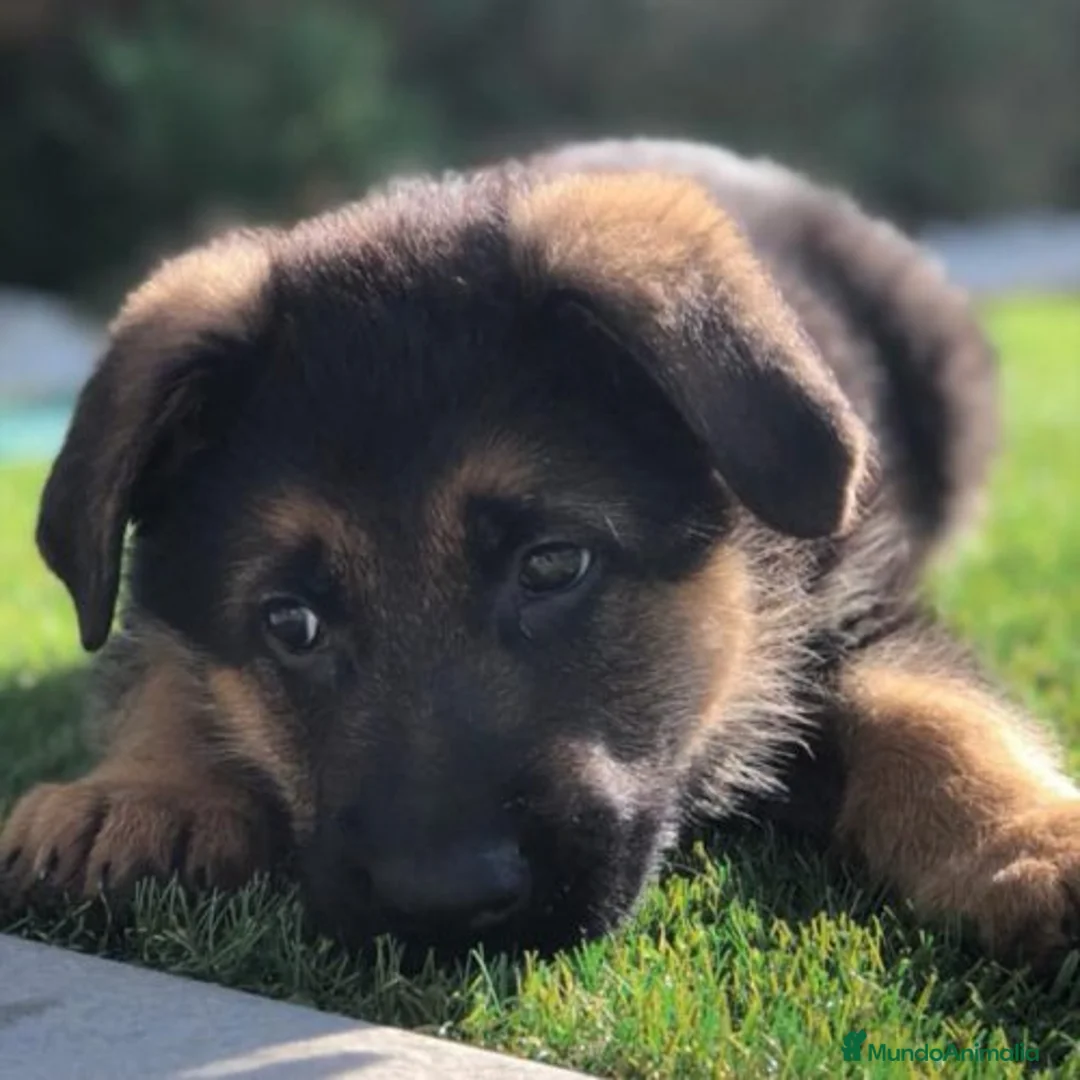 Pastor Alemán perros en venta: Excelentes cachorros de Pastor Aleman  - Anuncio 6