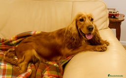 Cocker Spaniel Inglés perros en venta: Próxima camada de cocker spaniel inglés dorado  - Imagen 3