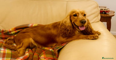 Cocker Spaniel Inglés perros - Anuncio 3