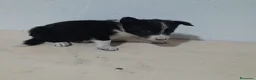 Border Collie perros en venta: BORDE COLLIE - Anuncio 29