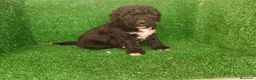 Perro de Agua Español perros en venta: Perros de agua - Anuncio 15