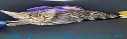 Bengalí gatos en venta: Bengali Hembra 1730 AQUANATURA - Anuncio 6