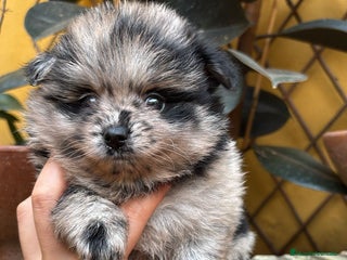 Pomerania perros - Anuncio 1