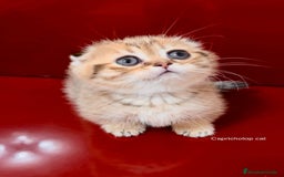 Munchkin gatos en venta: Gatitos Munchkin Scottish Kilt - Imagen 4