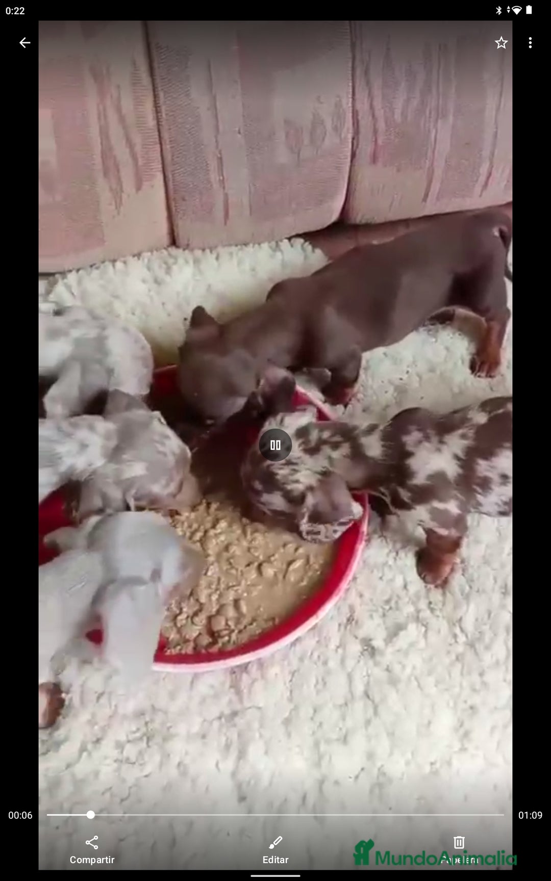Teckel Miniatura perros en venta: Teckel miniatura exóticos lilac y arlequín 🐾🌈 - Imagen 2