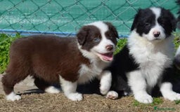 Border Collie perros en venta: border collie - Imagen 3