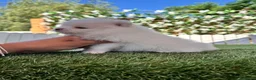 Pomerania perros en venta: POMERANIA - Anuncio 6