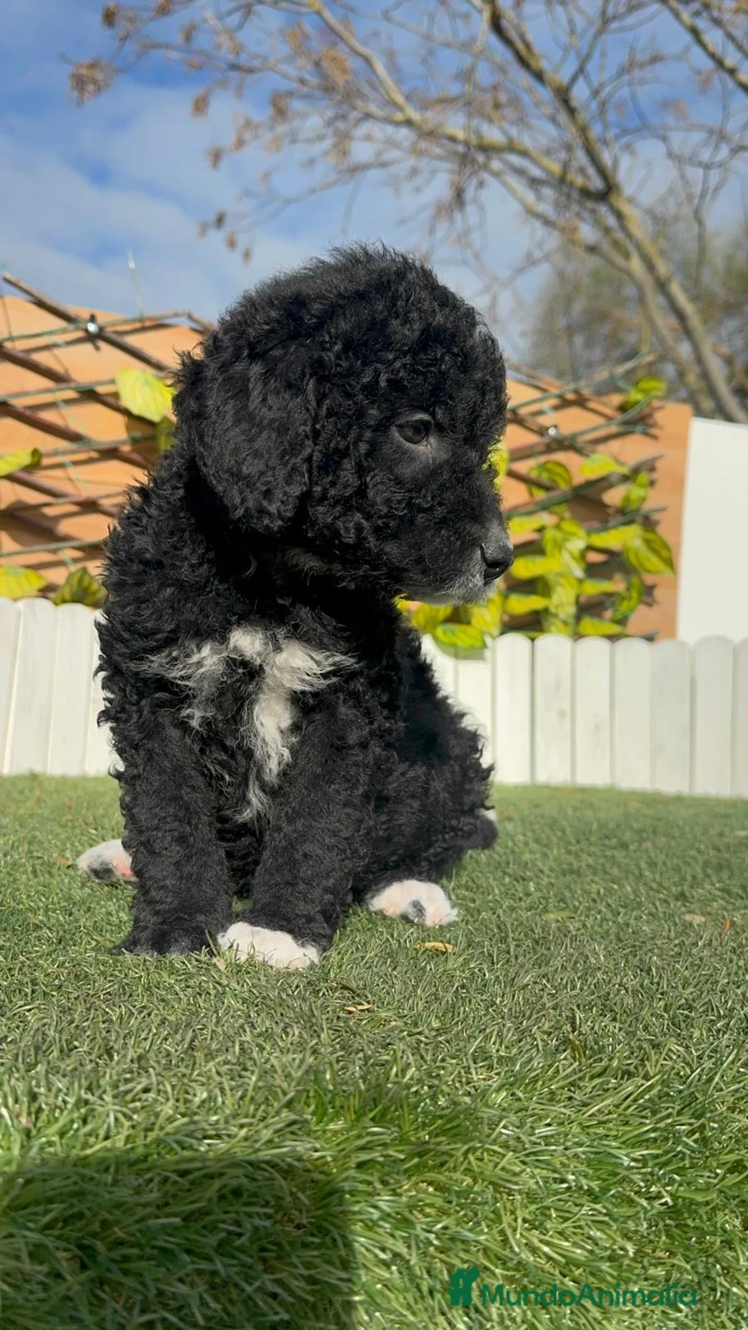 Perro de Agua Español perros en venta: PERRO DE AGUA DISPONIBLE - Anuncio 4