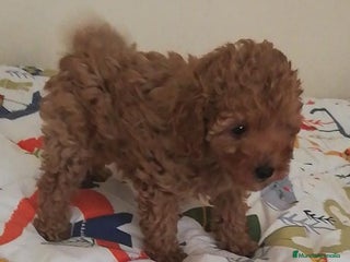 Caniche Toy perros en Murcia - Anuncio 36