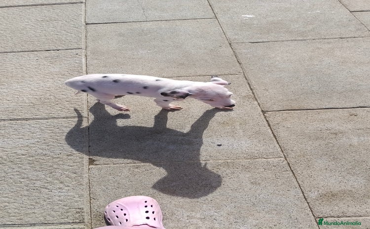 Dálmata perros Dalmata  - Anuncio 3