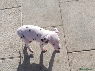 Dálmata perros Dalmata - Anuncio 4