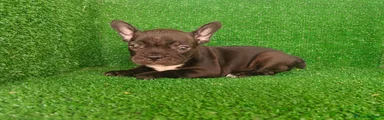 Bulldog Francés 2
