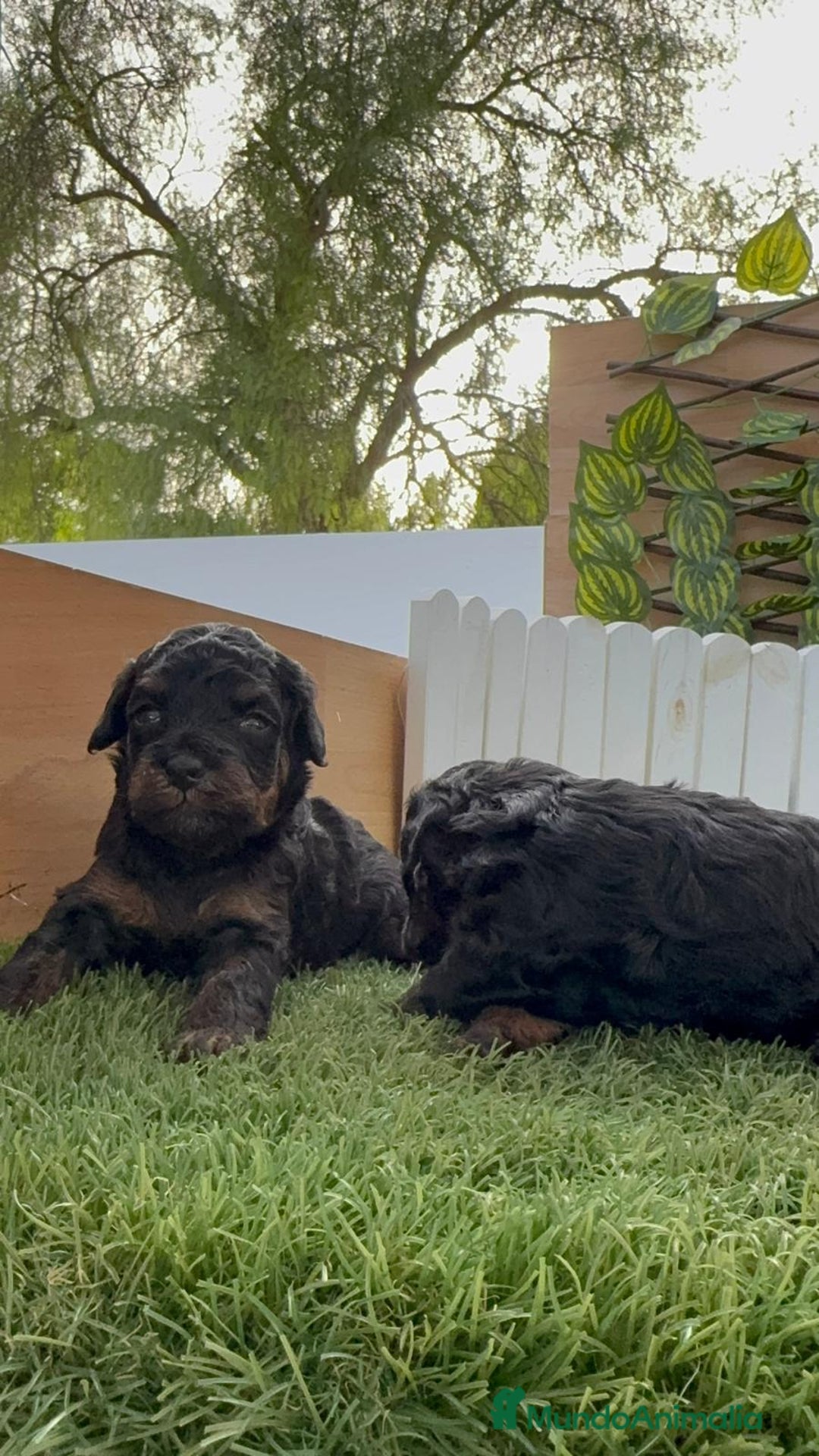 Caniche Toy perros en venta: CANICHE TOY HEMBRA COLOR NEGRO PHANTOM - Imagen 12