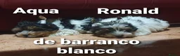 Biewer Yorkshire Terrier a la Pom Pon perros en venta: Biewer cachorro con pedigree - Anuncio 7