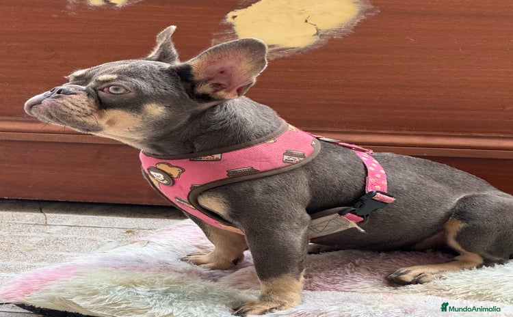 Bulldog Francés perros - Anuncio 1