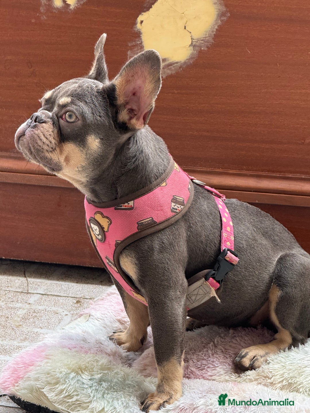 Bulldog Francés perros en venta: Lilac an tan hembra  - Imagen 1