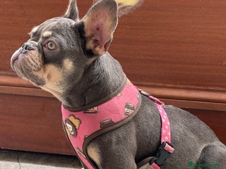Bulldog Francés perros - Anuncio 1