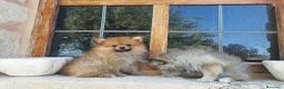 Pomerania perros en venta: Cachorro de pomerania - Anuncio 1