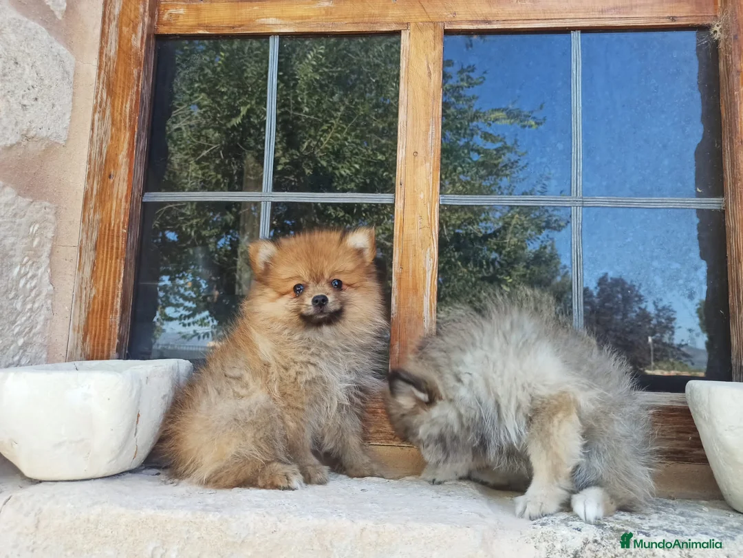 Pomerania perros en venta: Cachorro de pomerania - Anuncio 1