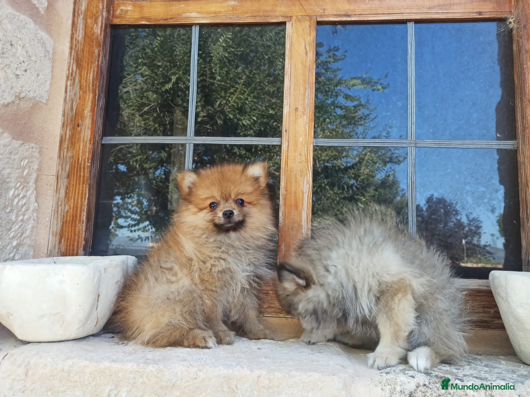 Pomerania perros Cachorro de pomerania - Anuncio 3