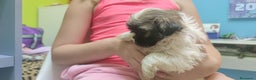 Shih Tzu perros en venta: Shih Tzu de Mumbrafer  - Anuncio 3