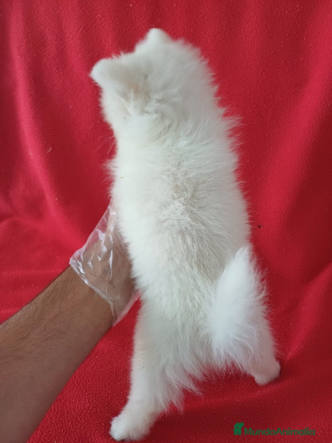 Pomerania perros en venta: Pomerania Lulu  - Imagen 3