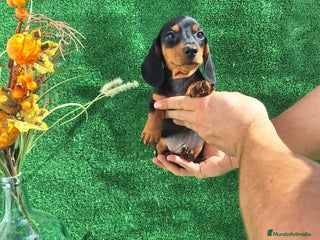 Teckel Miniatura perros - Anuncio 6