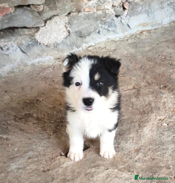 Border Collie perros Cachorros border collie 2 meses - Anuncio 6