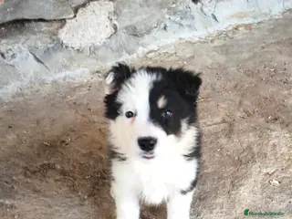 Border Collie perros Cachorros border collie 2 meses - Anuncio 6