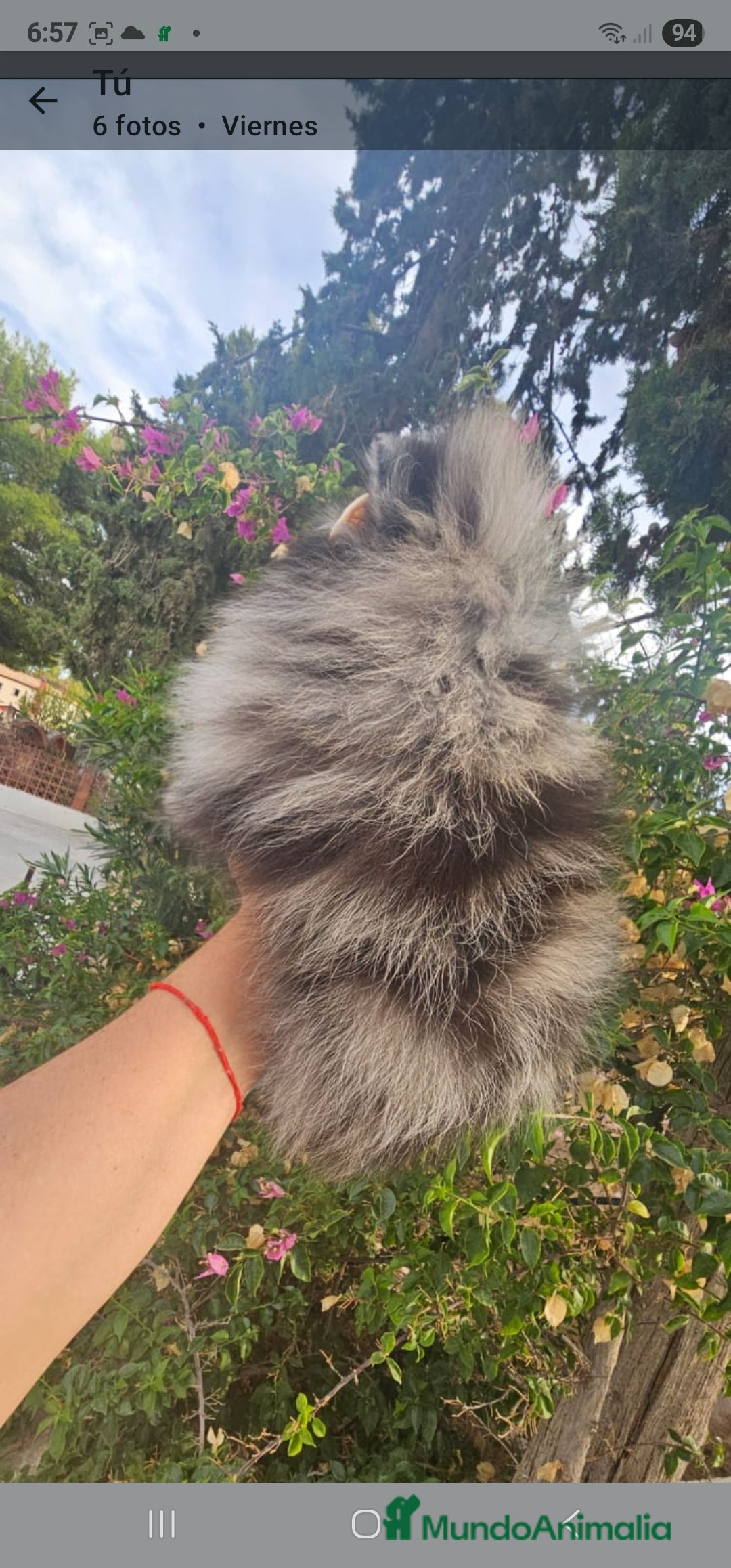 Pomerania perros en venta: Cachorritos exoticos  - Imagen 2