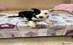 Border Collie perros en venta: Último border collie  - Imagen 3