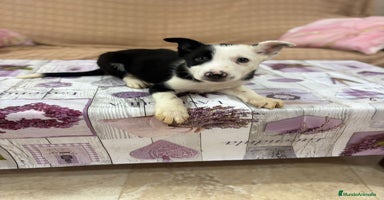 Border Collie perros - Anuncio 12