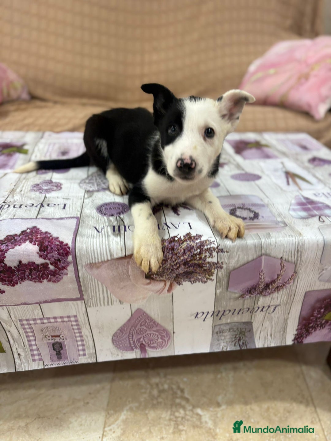 Border Collie perros en venta: Último border collie  - Imagen 3